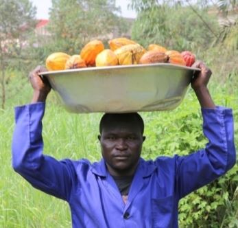 26/08/20   $ 11,8 millions du Fonds vert pour le climat pour un cacao sans dforestation en Cte d'Ivoire